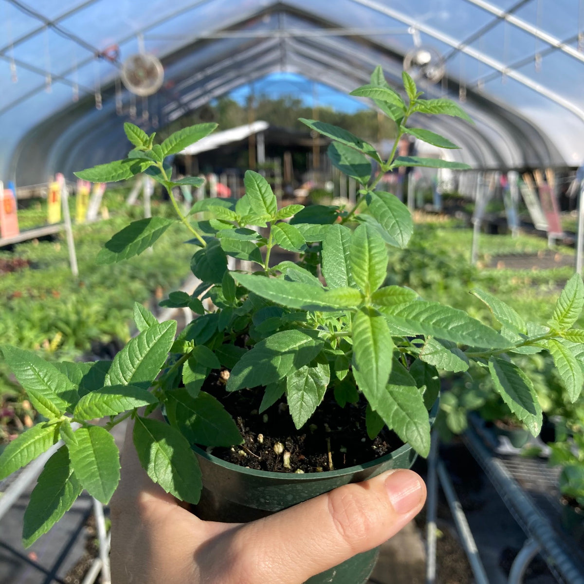 Lemon Verbena