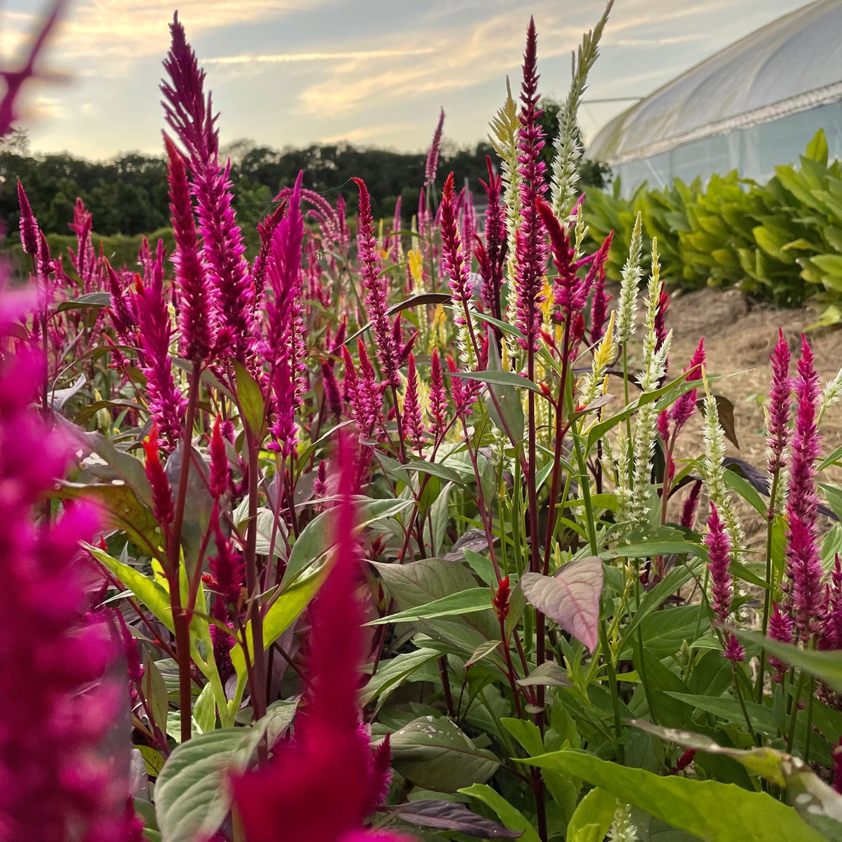 Pampas Plume Celosia