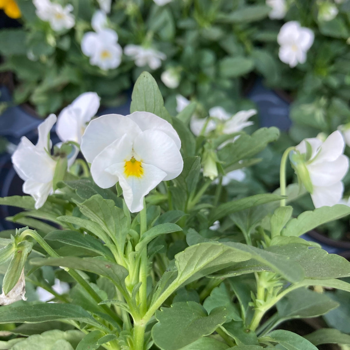 Assorted Violas