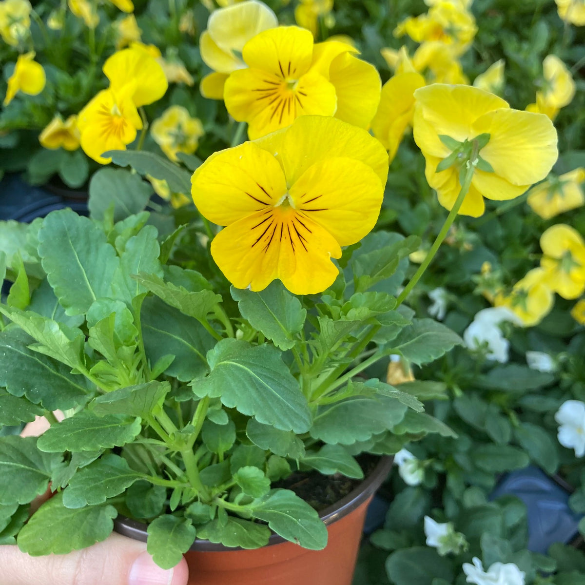 Assorted Violas