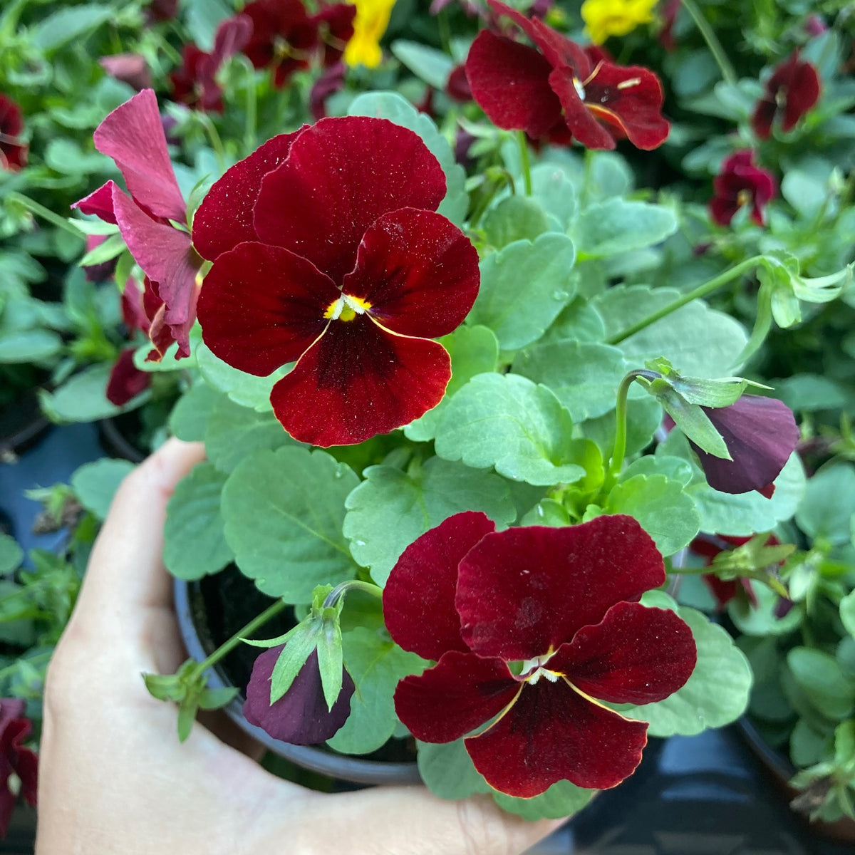 Assorted Violas