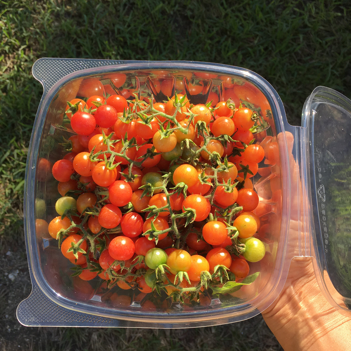 Everglades Cherry Tomato (solanum pimpinellifolium) 30 seeds
