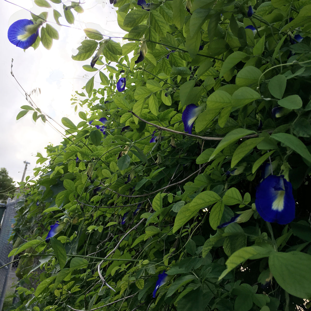 Butterfly Pea Vine Seed Packet