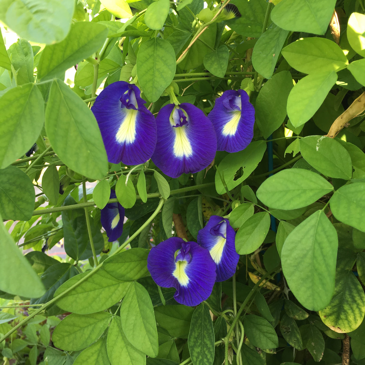 Butterfly Pea Vine Seed Packet
