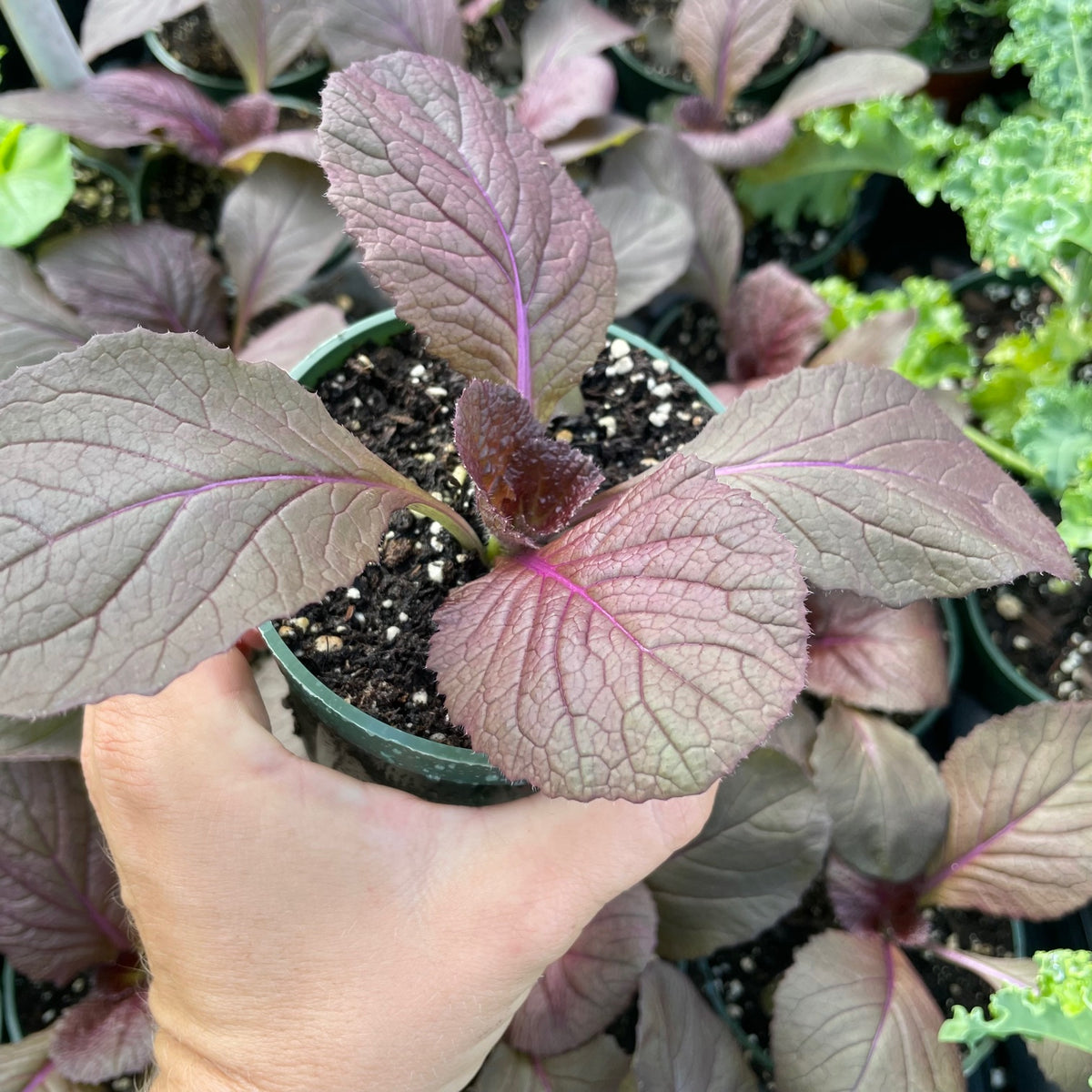 Merlot Napa Cabbage