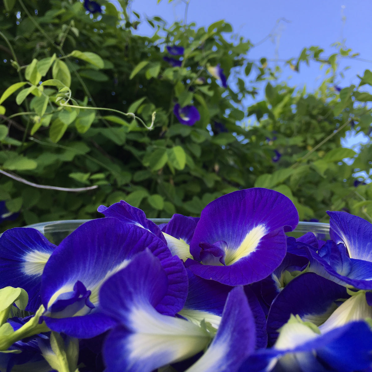 Butterfly Pea Vine Seed Packet