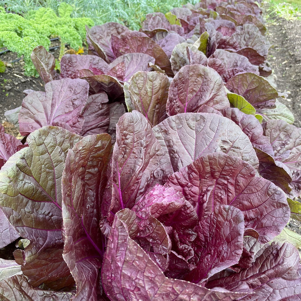 Merlot Napa Cabbage