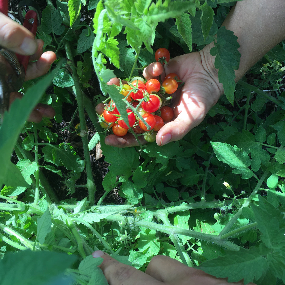 Everglades Cherry Tomato (solanum pimpinellifolium) 30 seeds