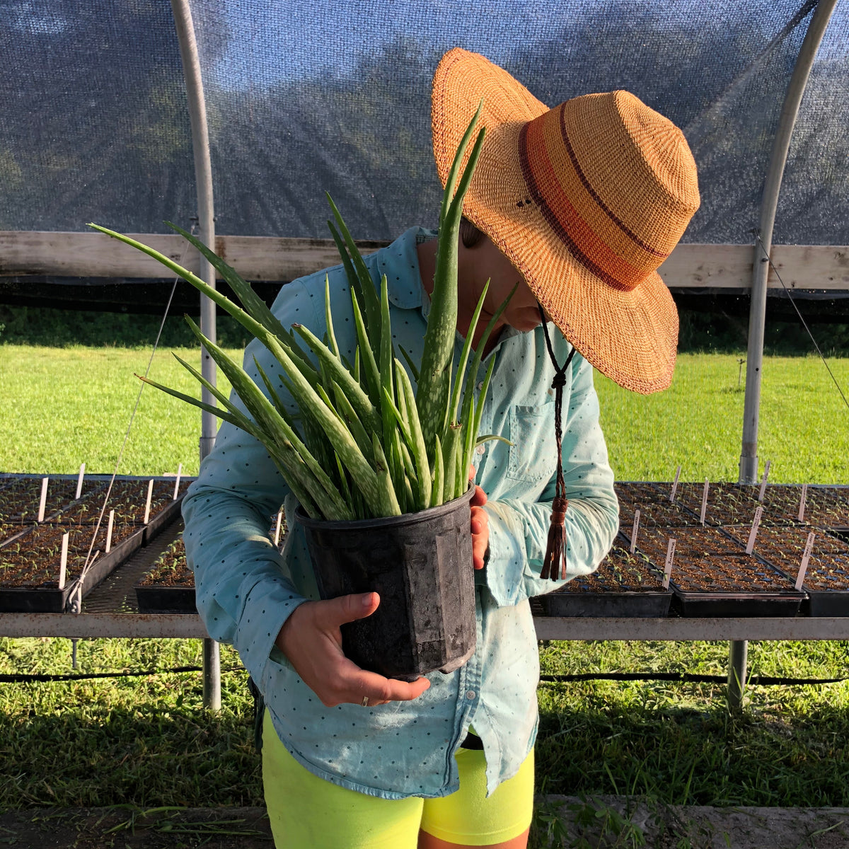 Aloe Vera