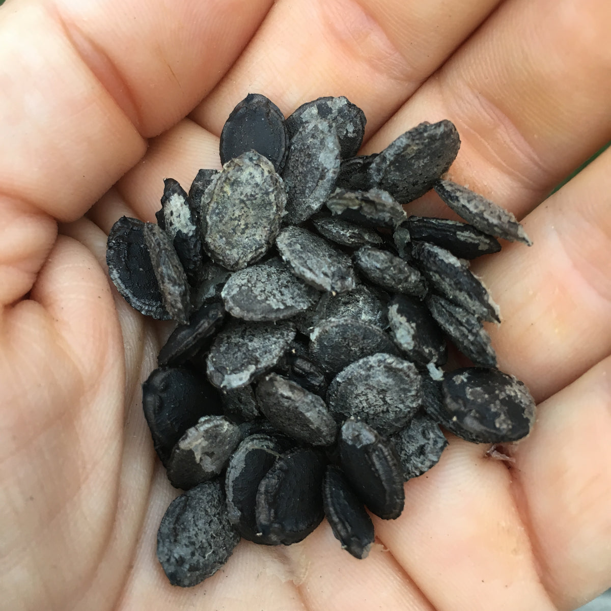 Luffah Gourd (luffa aegyptiaca) 30 seeds