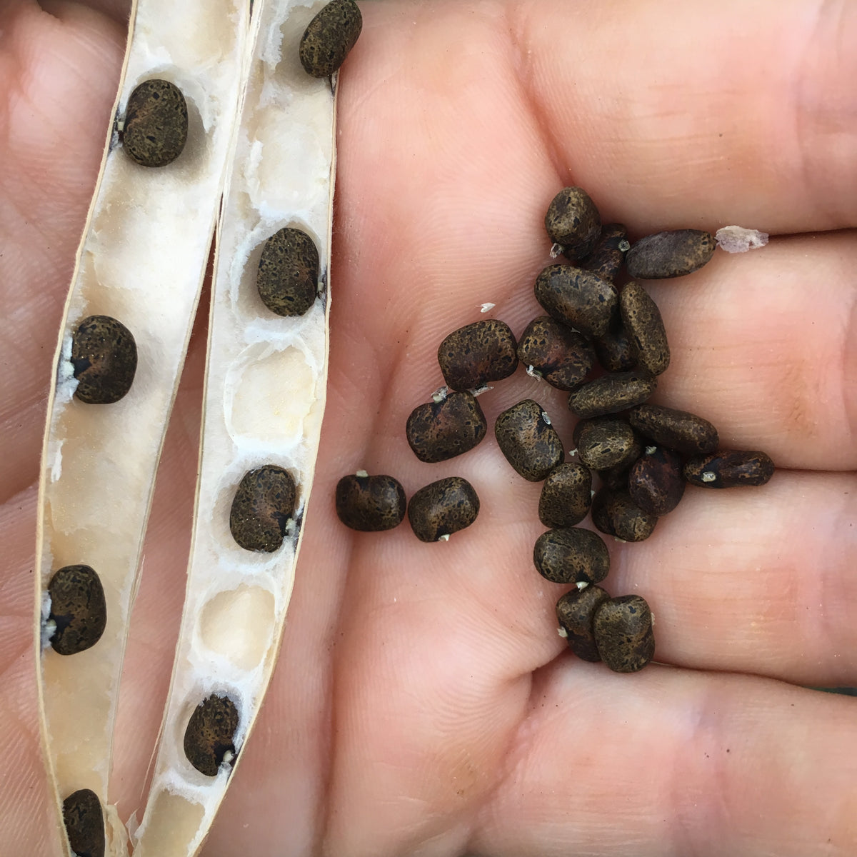 Butterfly Pea Vine Seed Packet