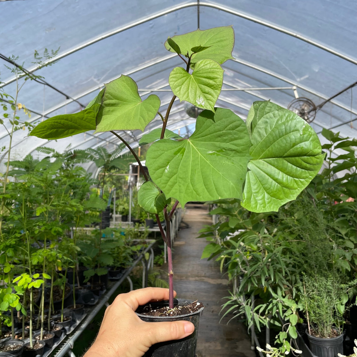 Tainung 65 Sweet Potato