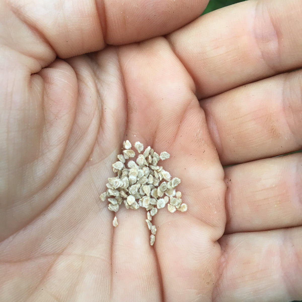 Everglades Cherry Tomato (solanum pimpinellifolium) 30 seeds