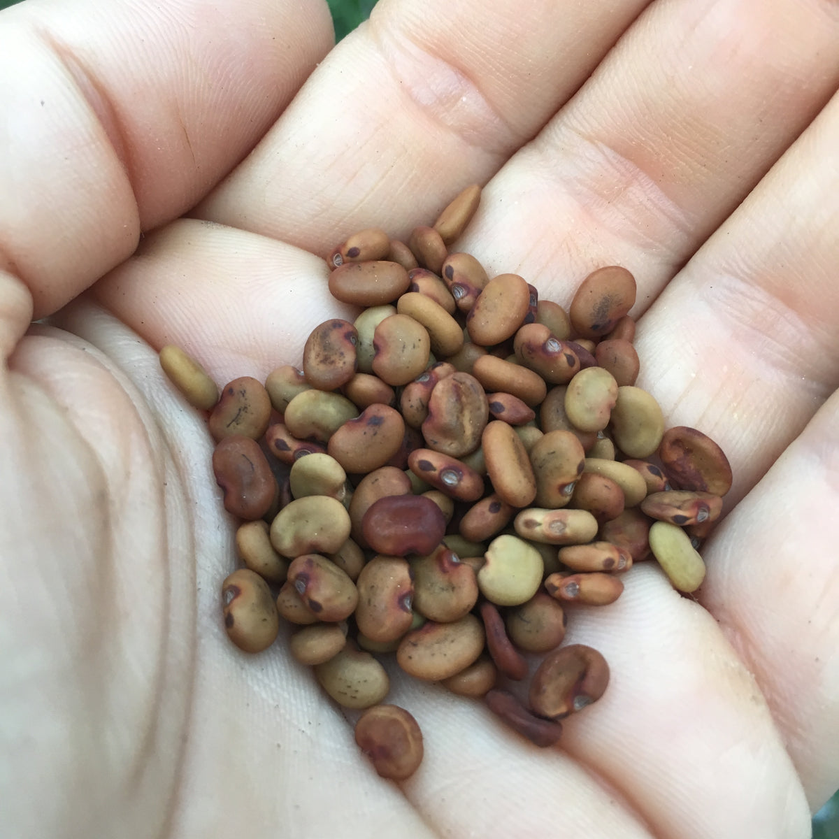 White Hummingbird Tree (sesbania grandiflora) 30 seeds