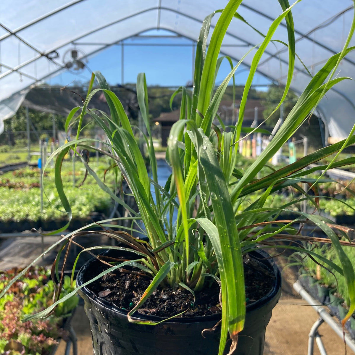 West Indian Lemongrass