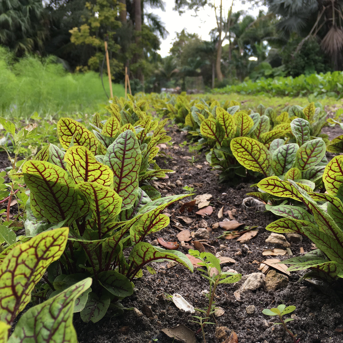 Red Veined Sorrel