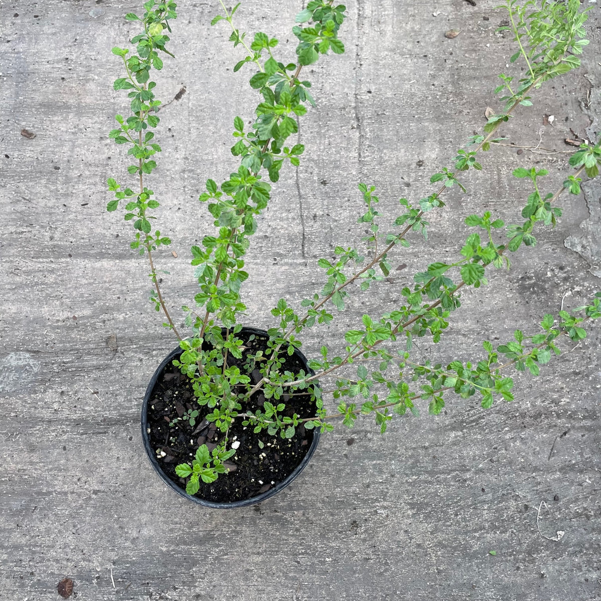 Dominican Oregano