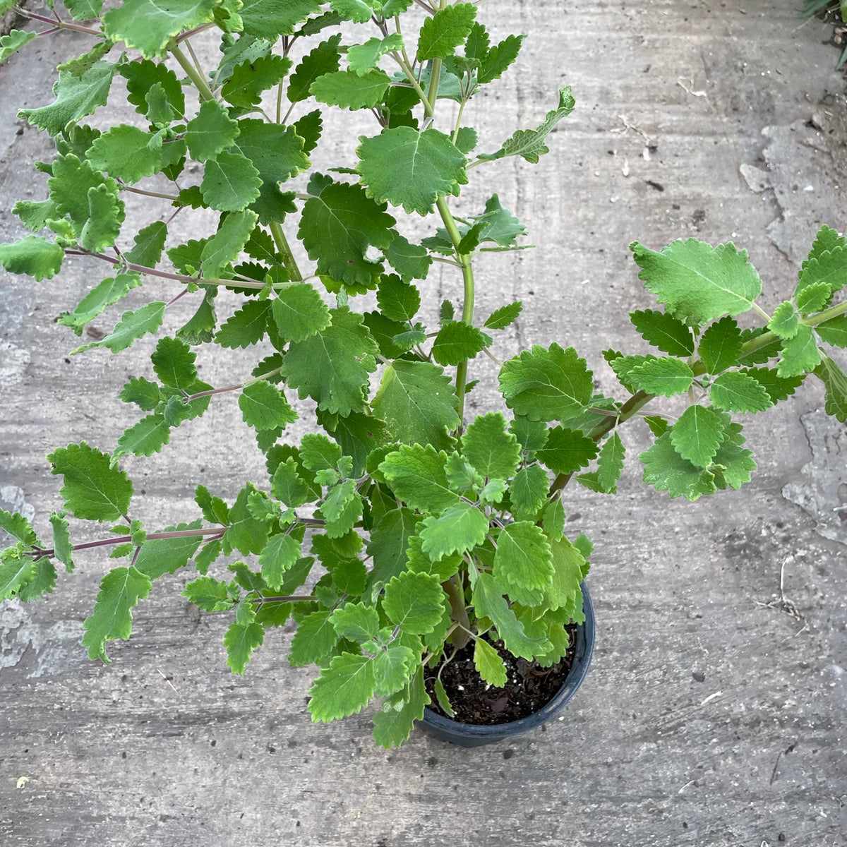 Iboza Tree