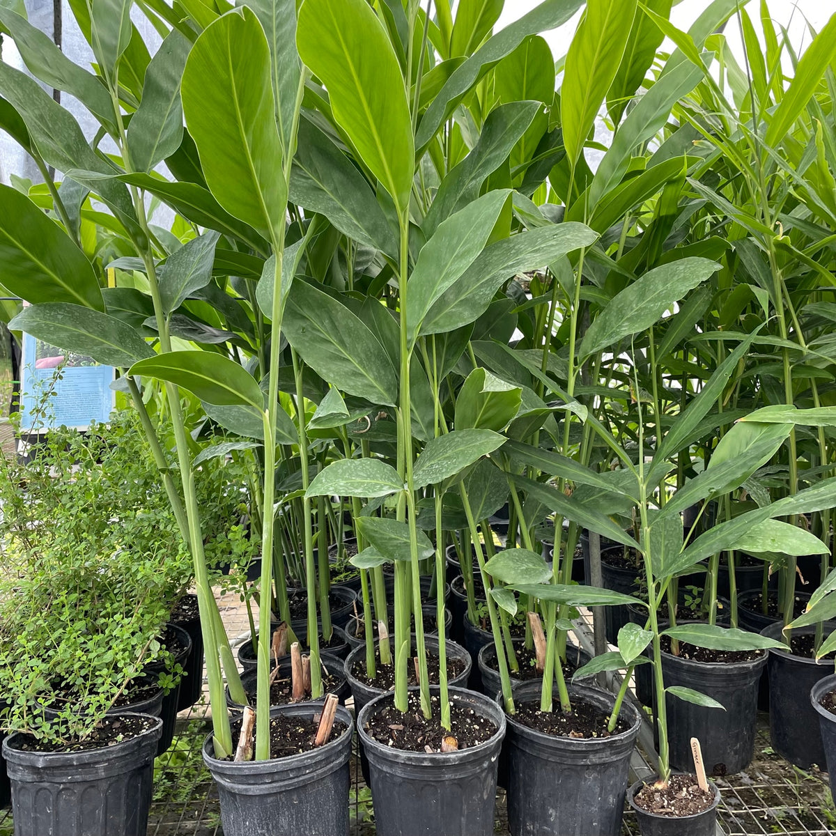 Galangal
