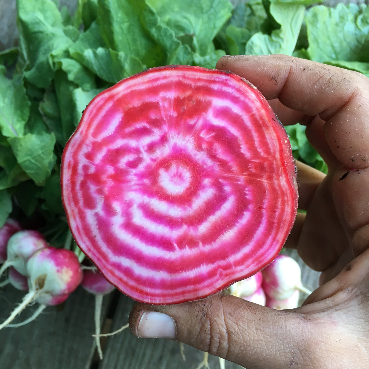 Chioggia Beet Seed Packet