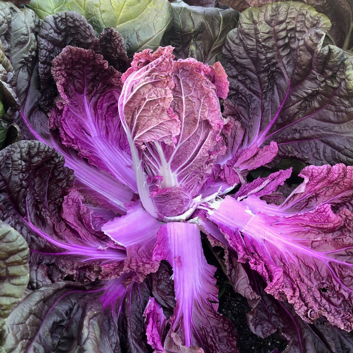 Merlot Napa Cabbage