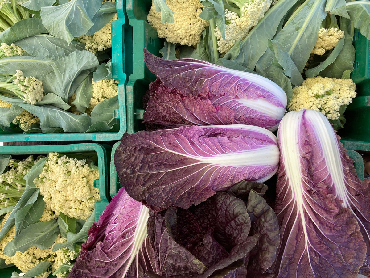 Merlot Napa Cabbage