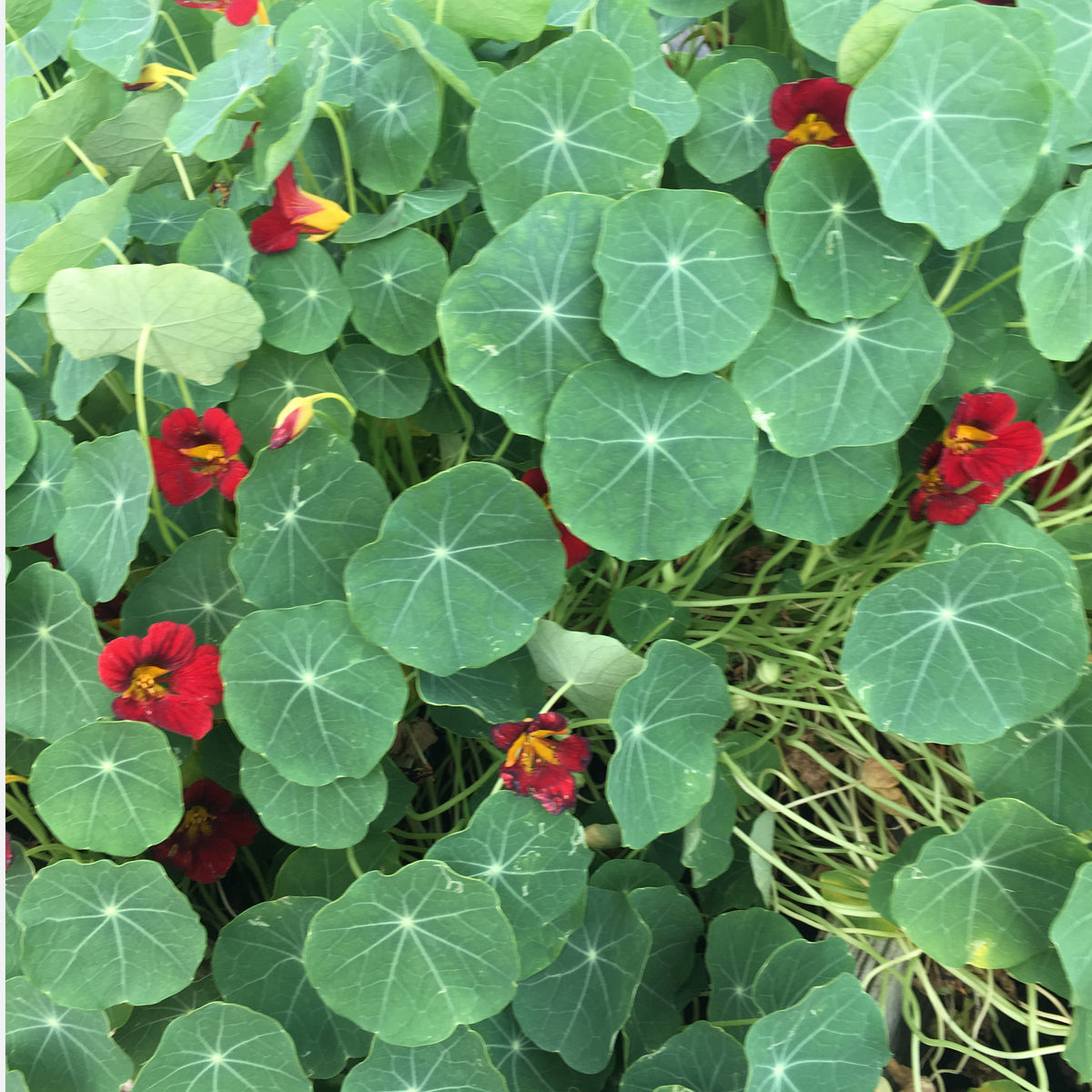 jewel mix Nasturtium Seed Packet