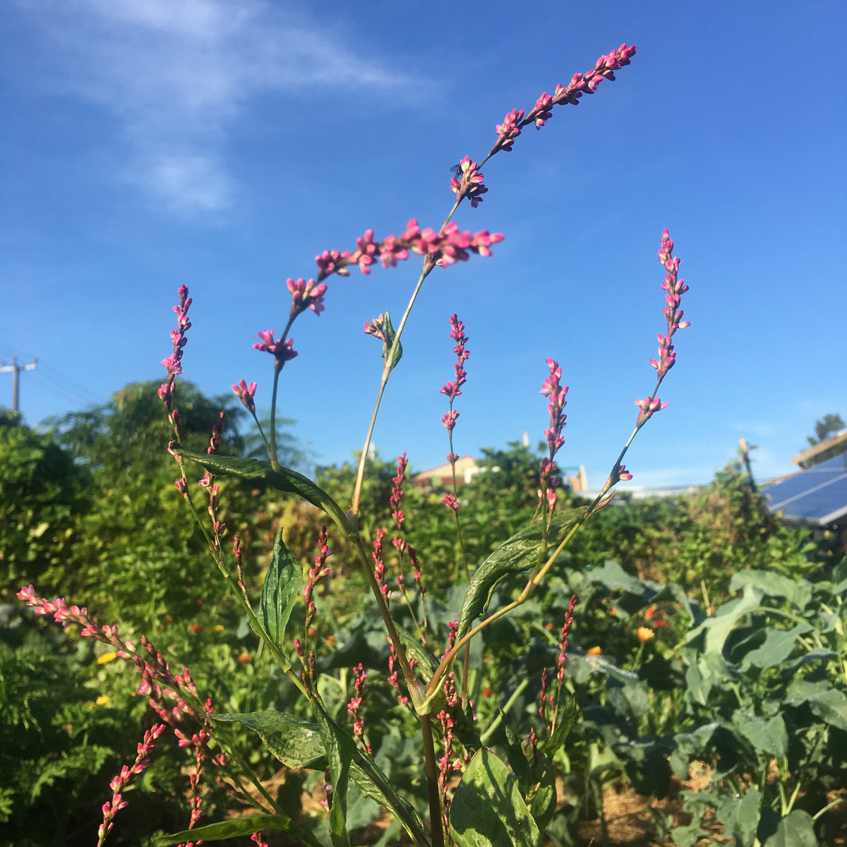 Japanese Indigo (Polygonum tinctorium) 100 seeds