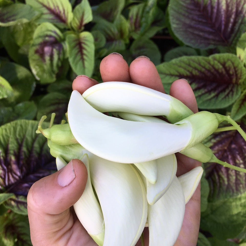 White Hummingbird Tree (sesbania grandiflora) 30 seeds