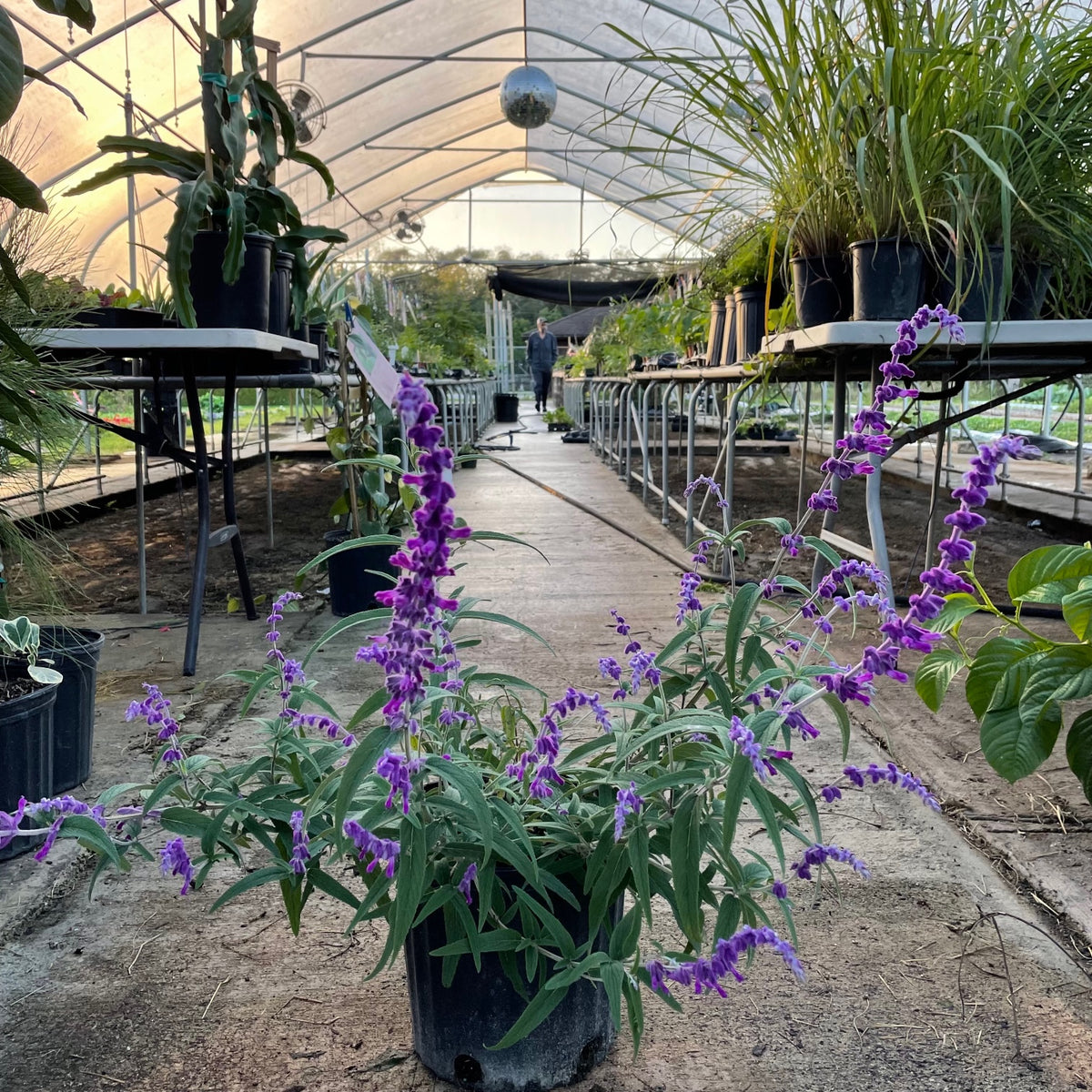 Mexican Bush Sage