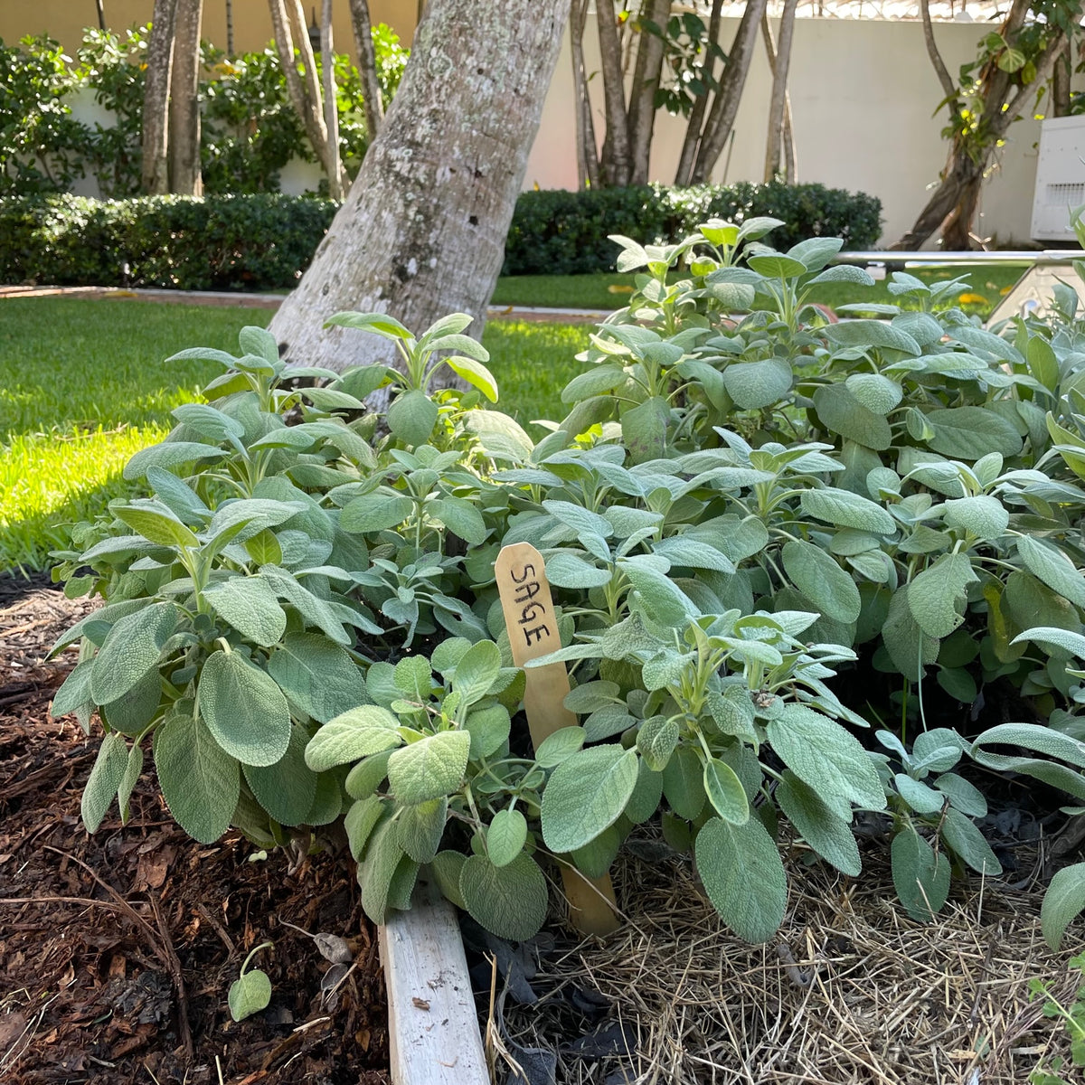 Berggarten Sage