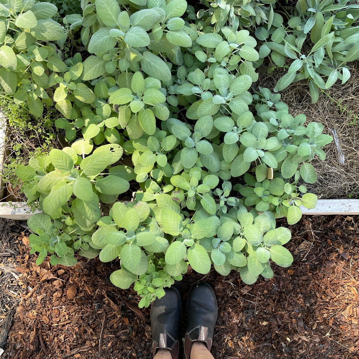Berggarten Sage