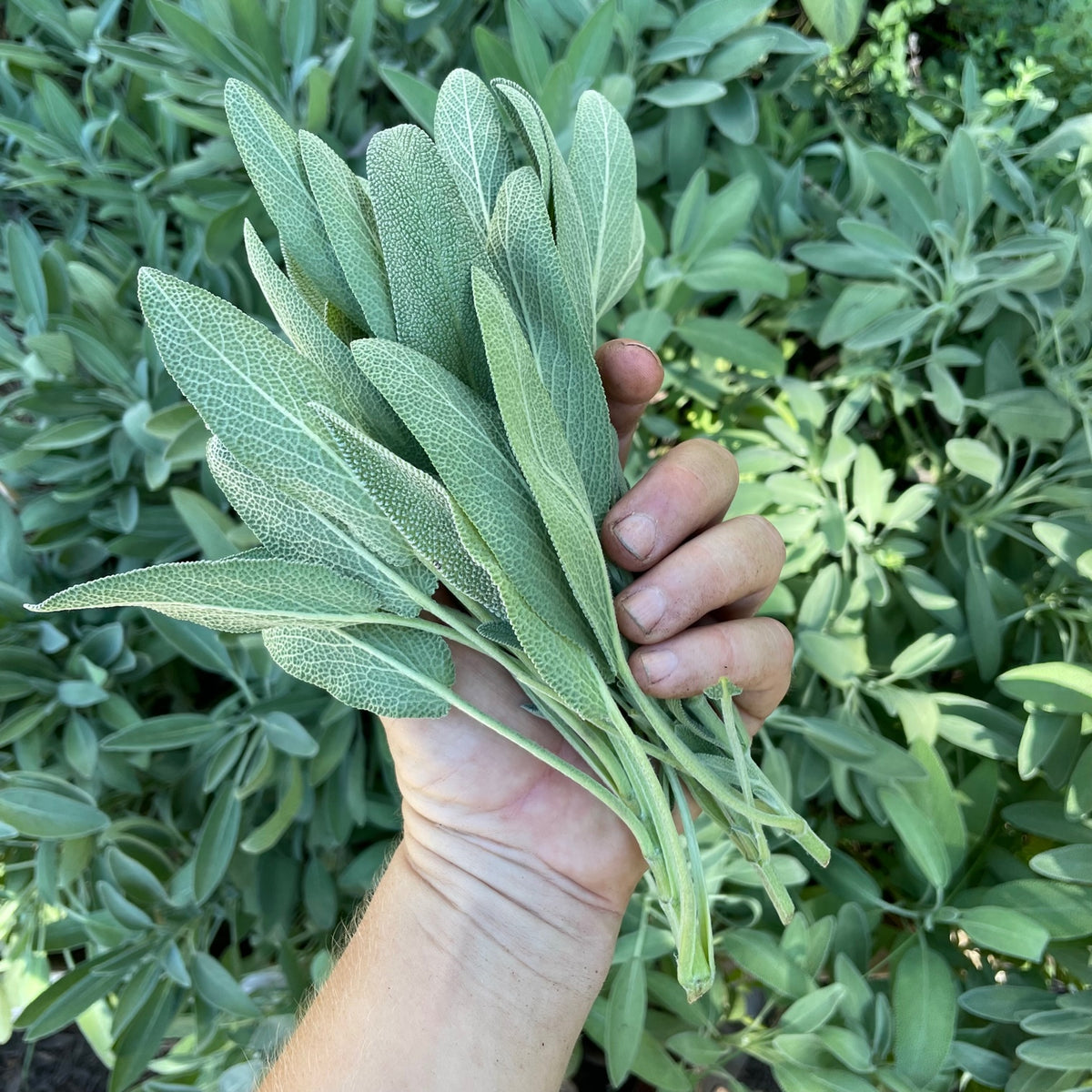 Swordleaf Culinary Sage