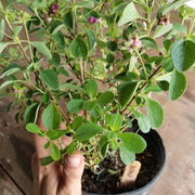 Native Lantana