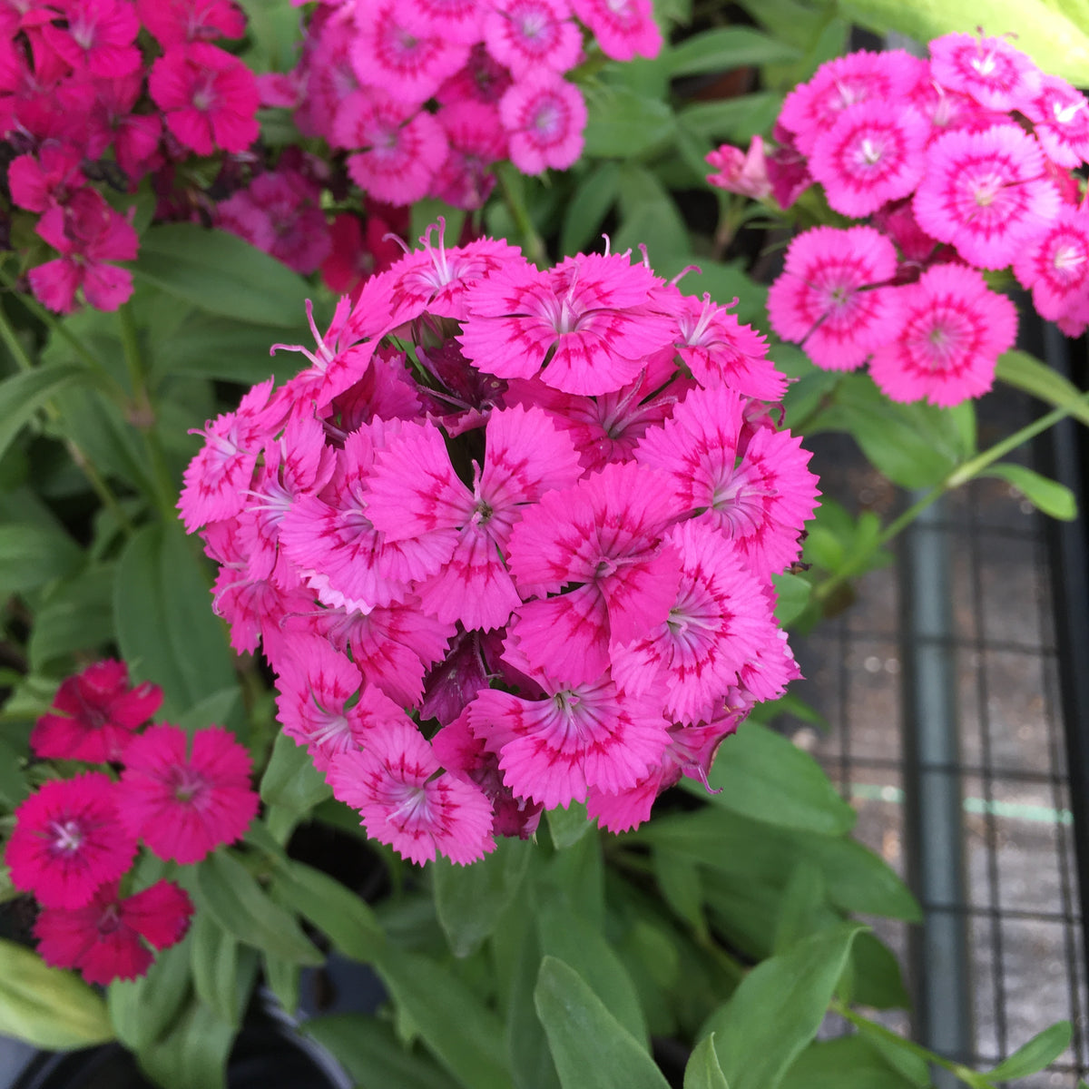 Dianthus