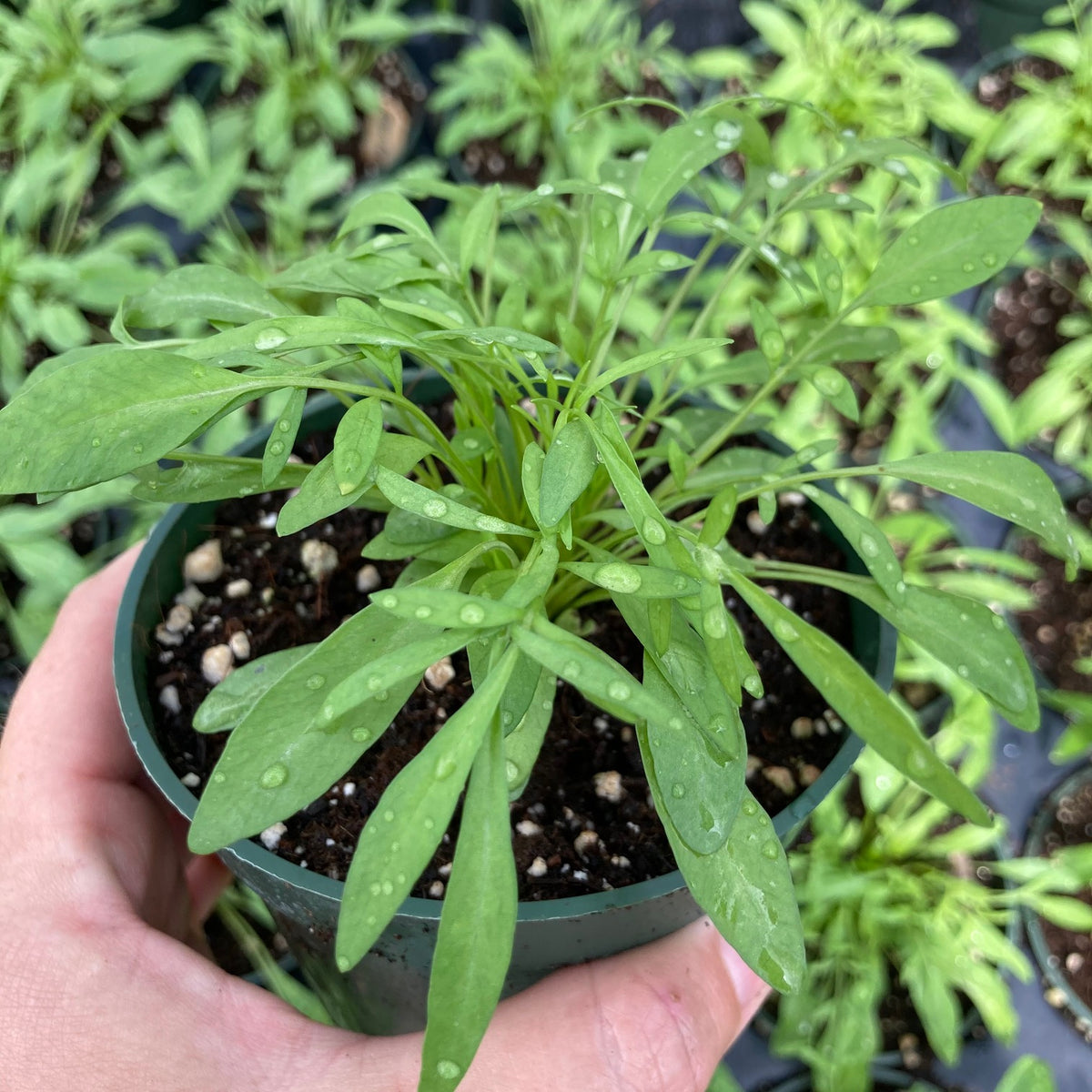 Tickseed /  Coreopsis - Plains