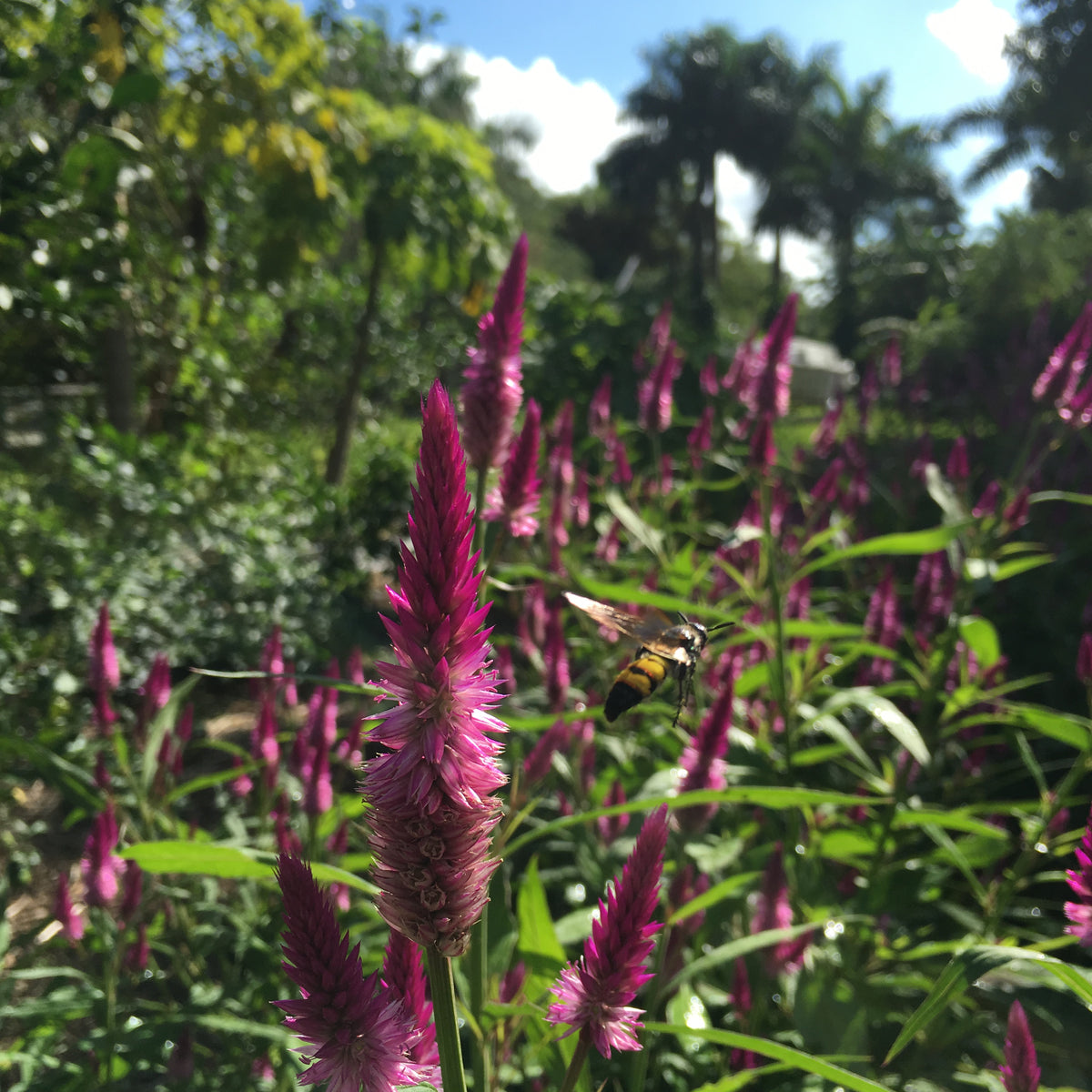 Celosia Amaranth (celosia argentea spicata) 100 seeds