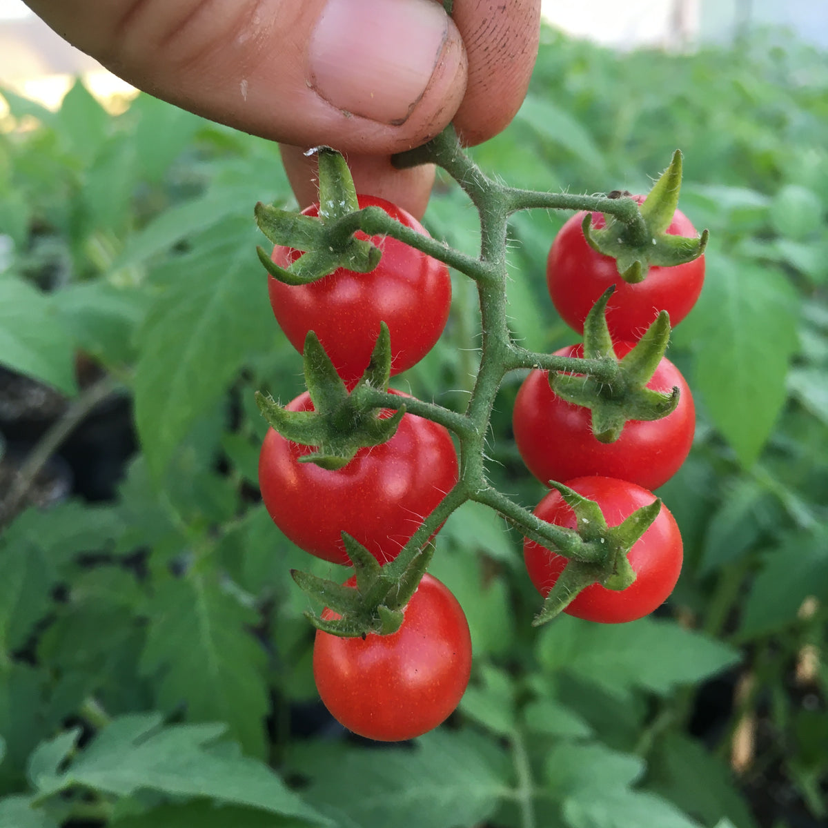 Everglades Cherry Tomato (solanum pimpinellifolium) 30 seeds