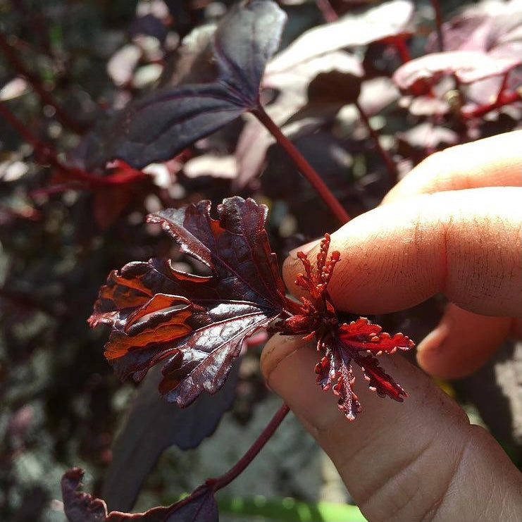 CRANBERRY HIBISCUS (HIBISCUS ACETOSELLA) 10 SEEDS