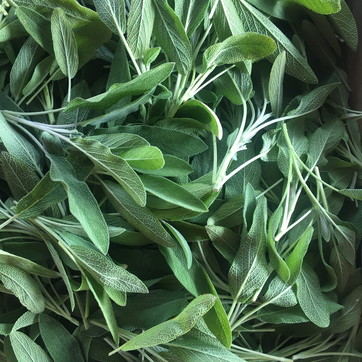 Swordleaf Culinary Sage