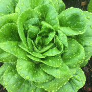 Green Butter Salanova Lettuce