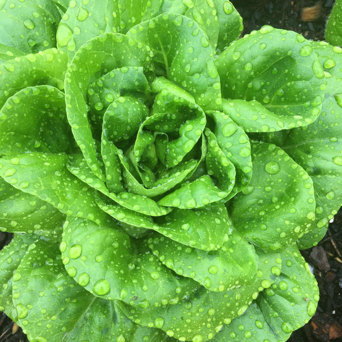 Green Butter Salanova Lettuce