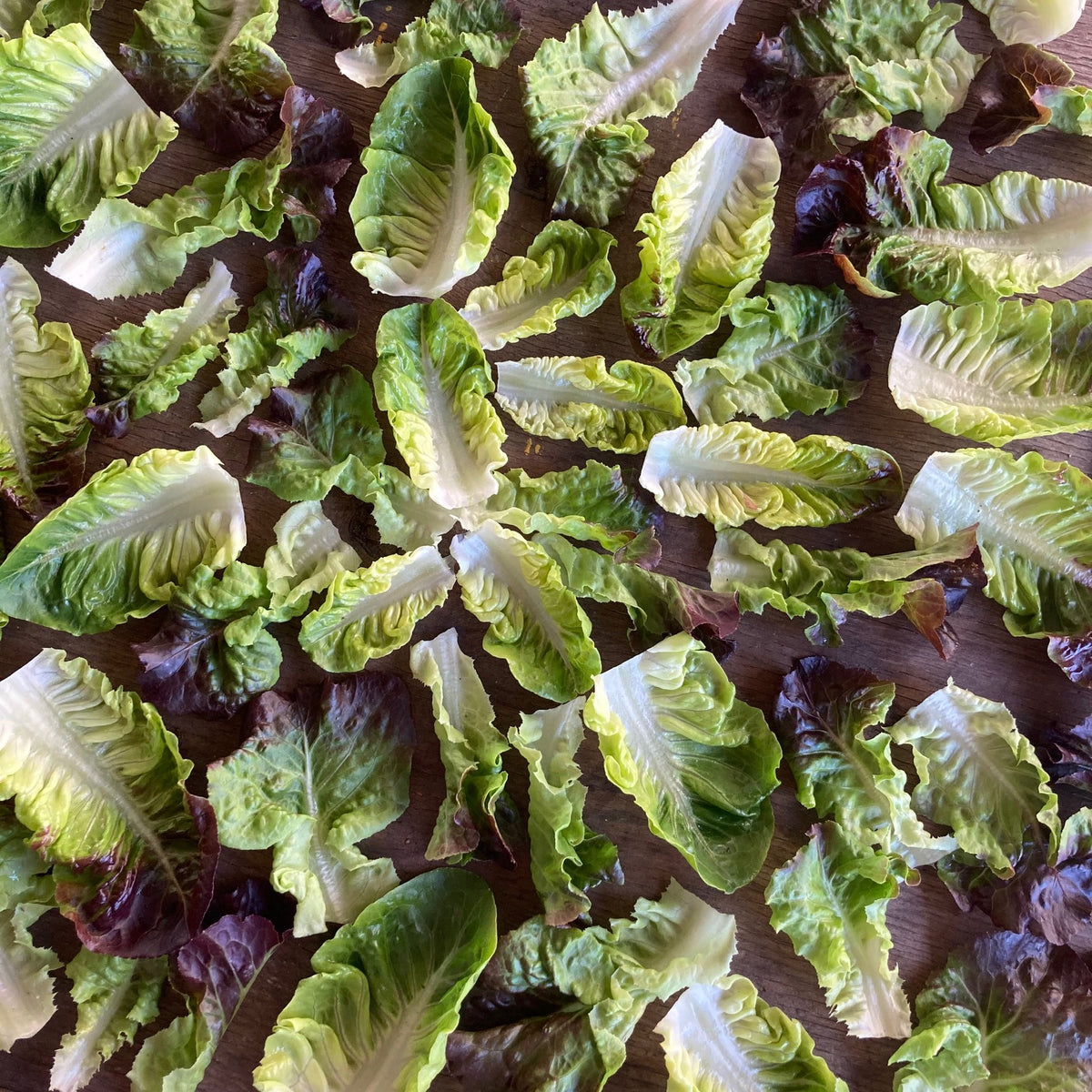 Gem Romaine 6 pack