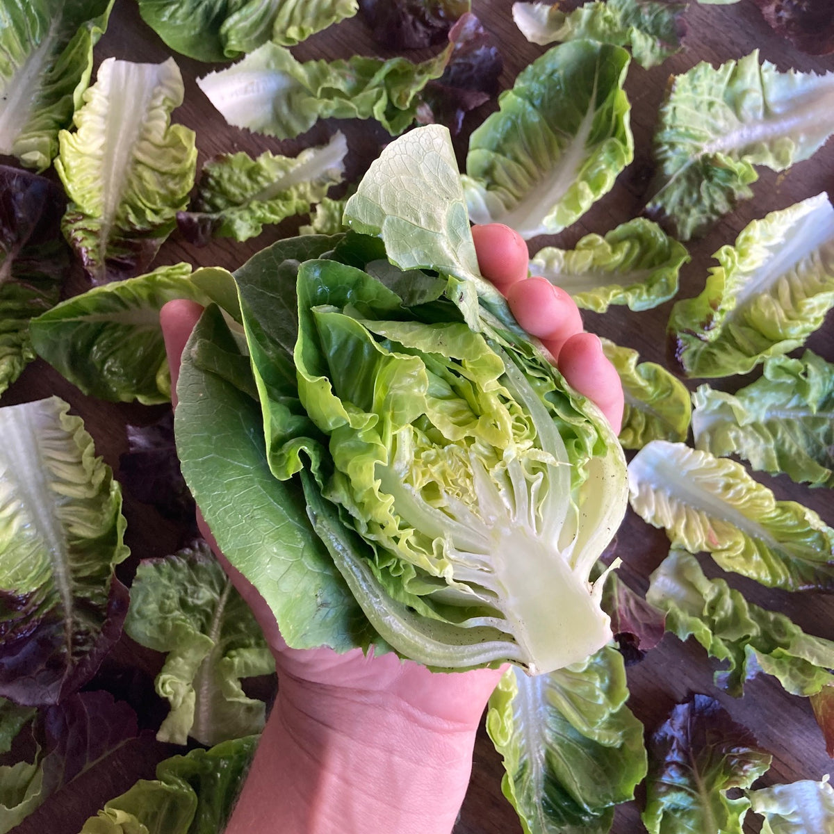 Gem Romaine 6 pack