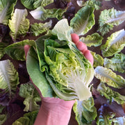 Gem Romaine 6 pack
