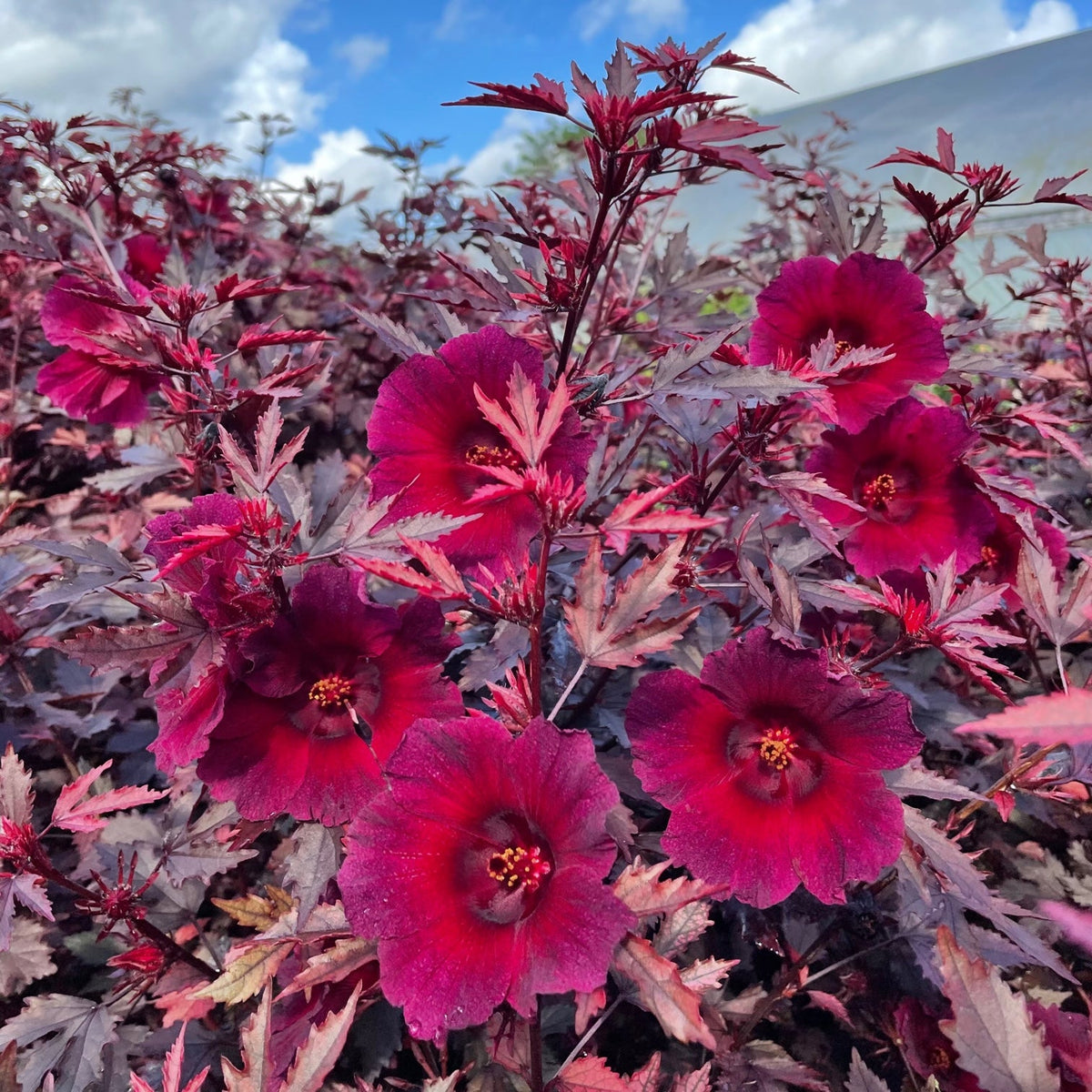 CRANBERRY HIBISCUS (HIBISCUS ACETOSELLA) 10 SEEDS
