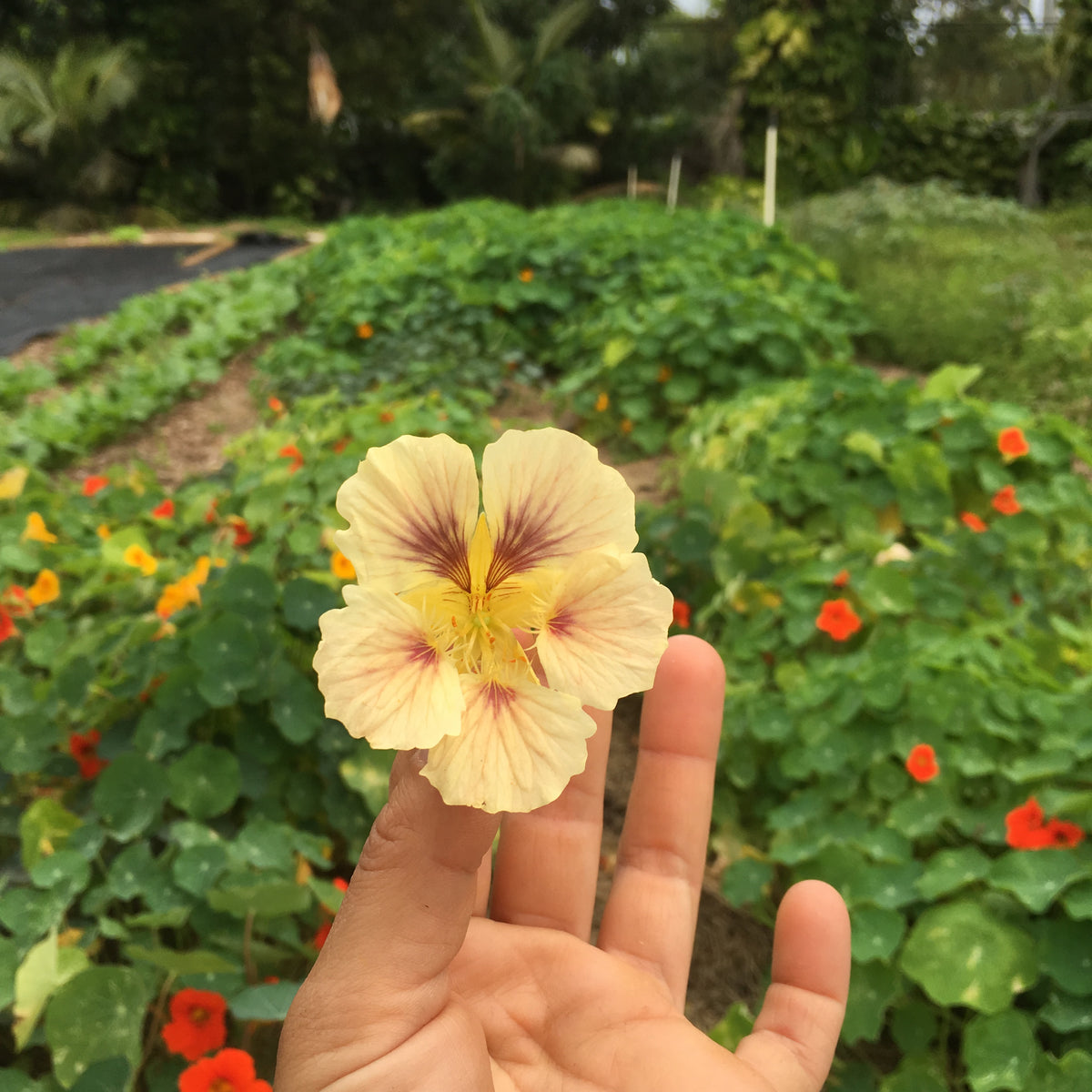 Jewel Mix Nasturtiums - 6 pack