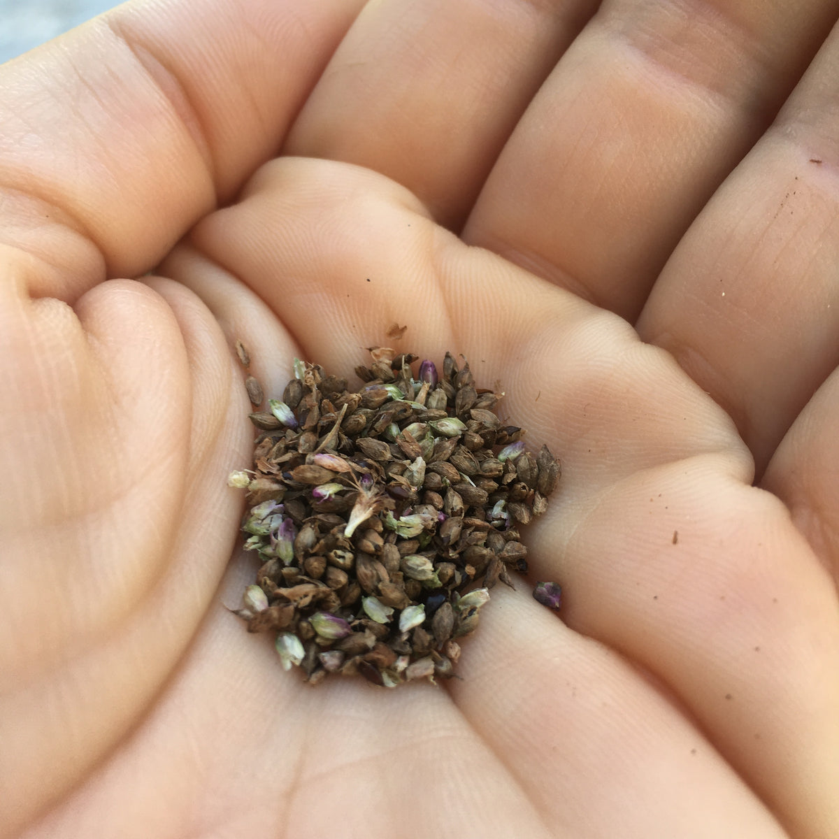Japanese Indigo (Polygonum tinctorium) 100 seeds