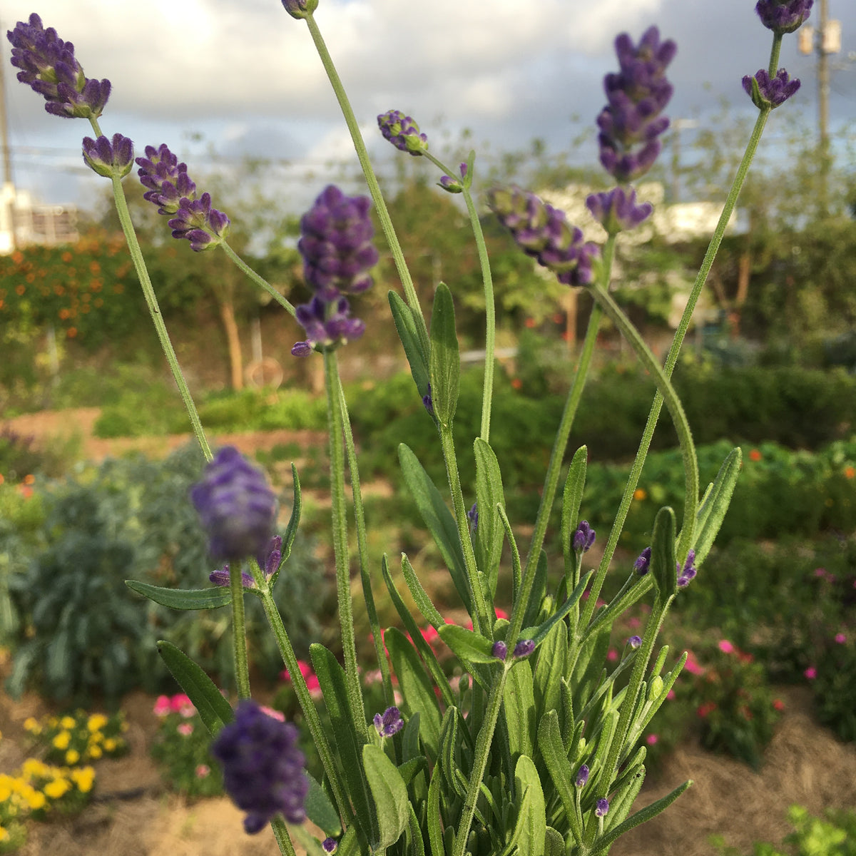Florida Friendly Lavender
