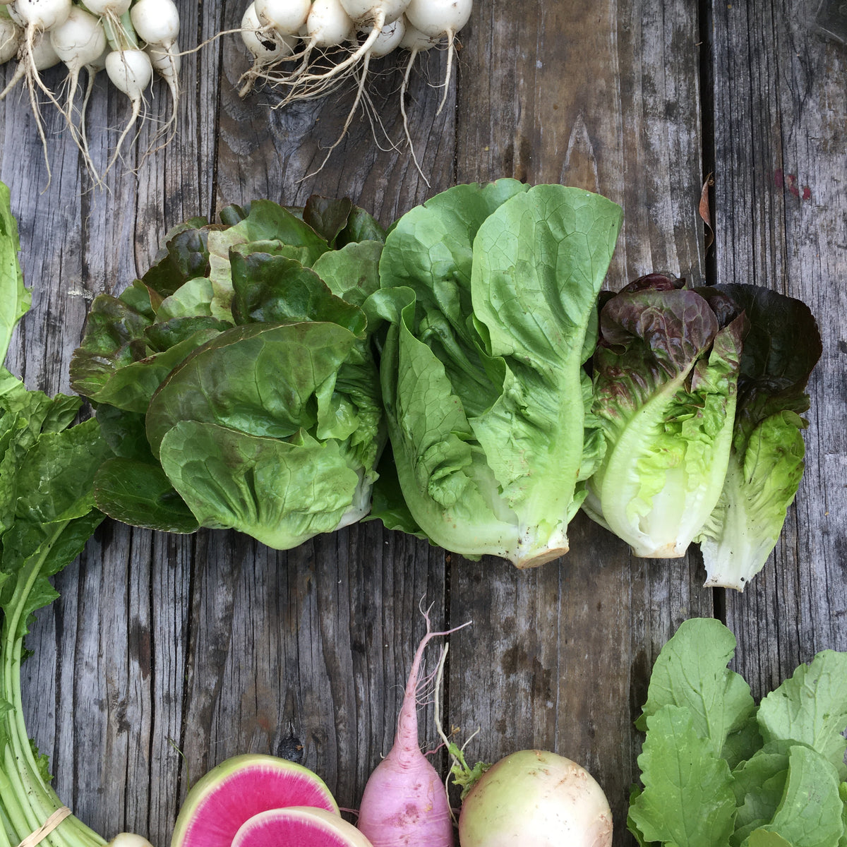 Gem Romaine 6 pack